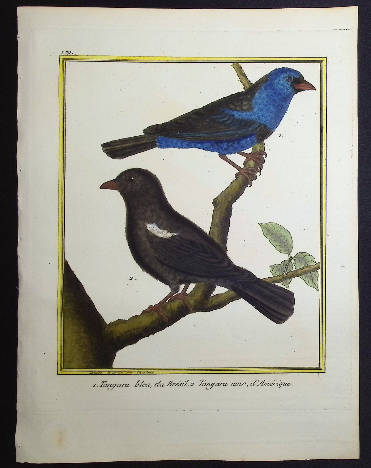 Tanager