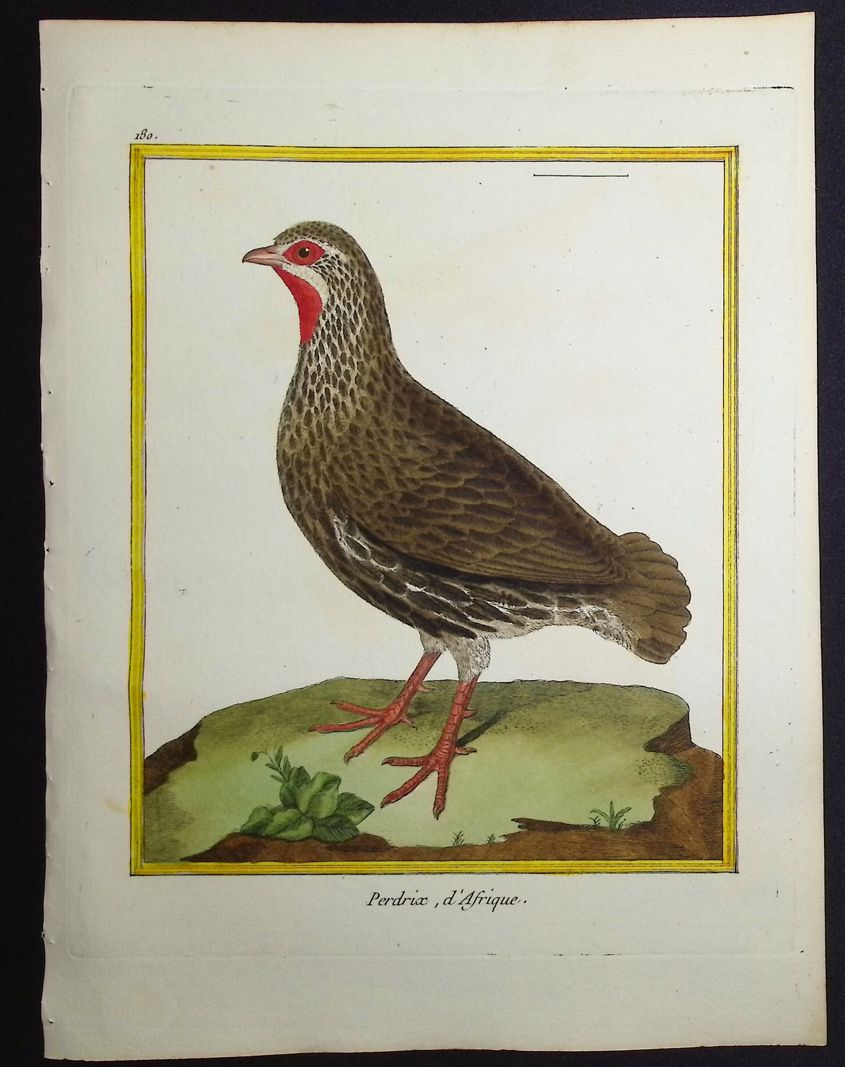 Partridge
