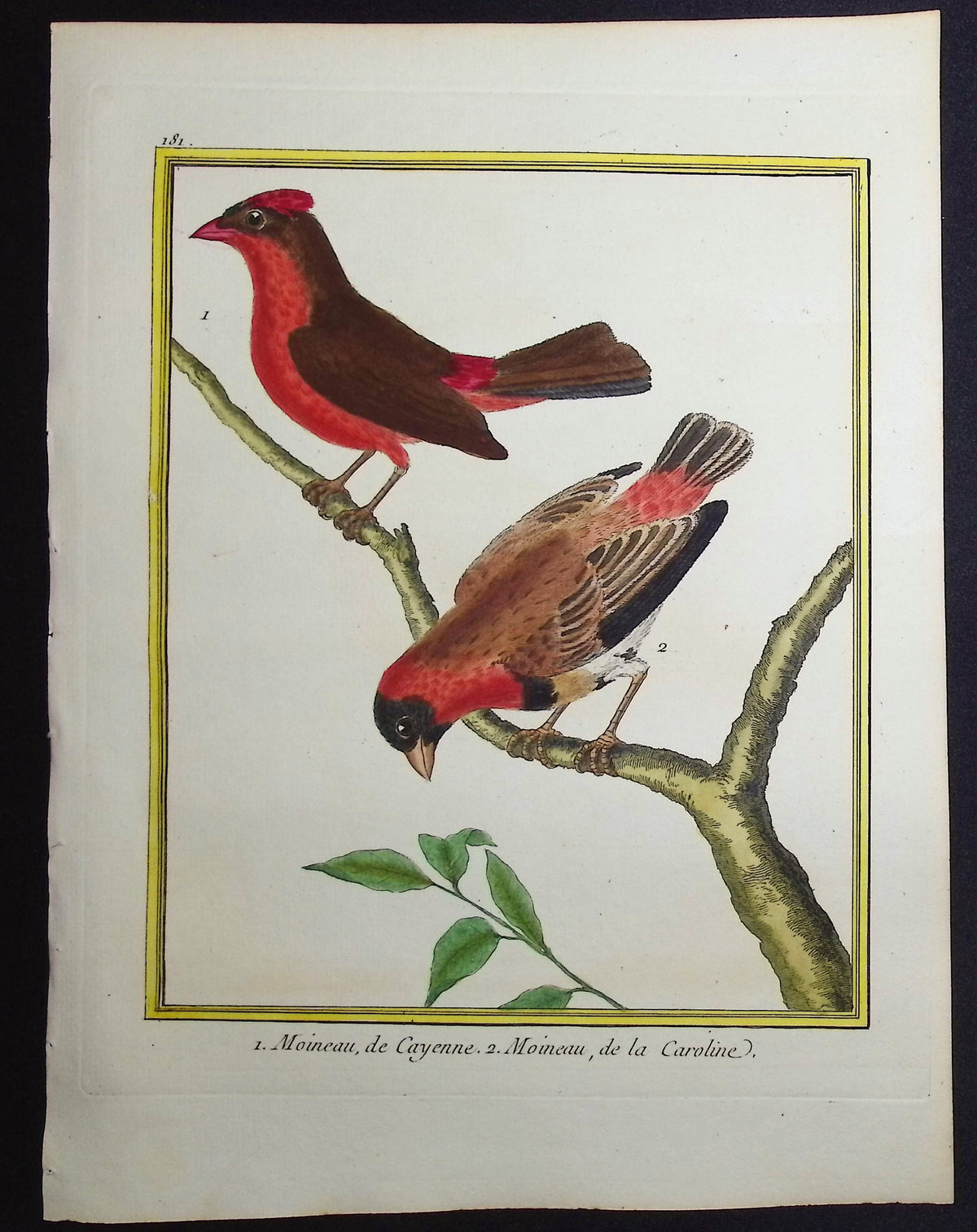 Sparrow