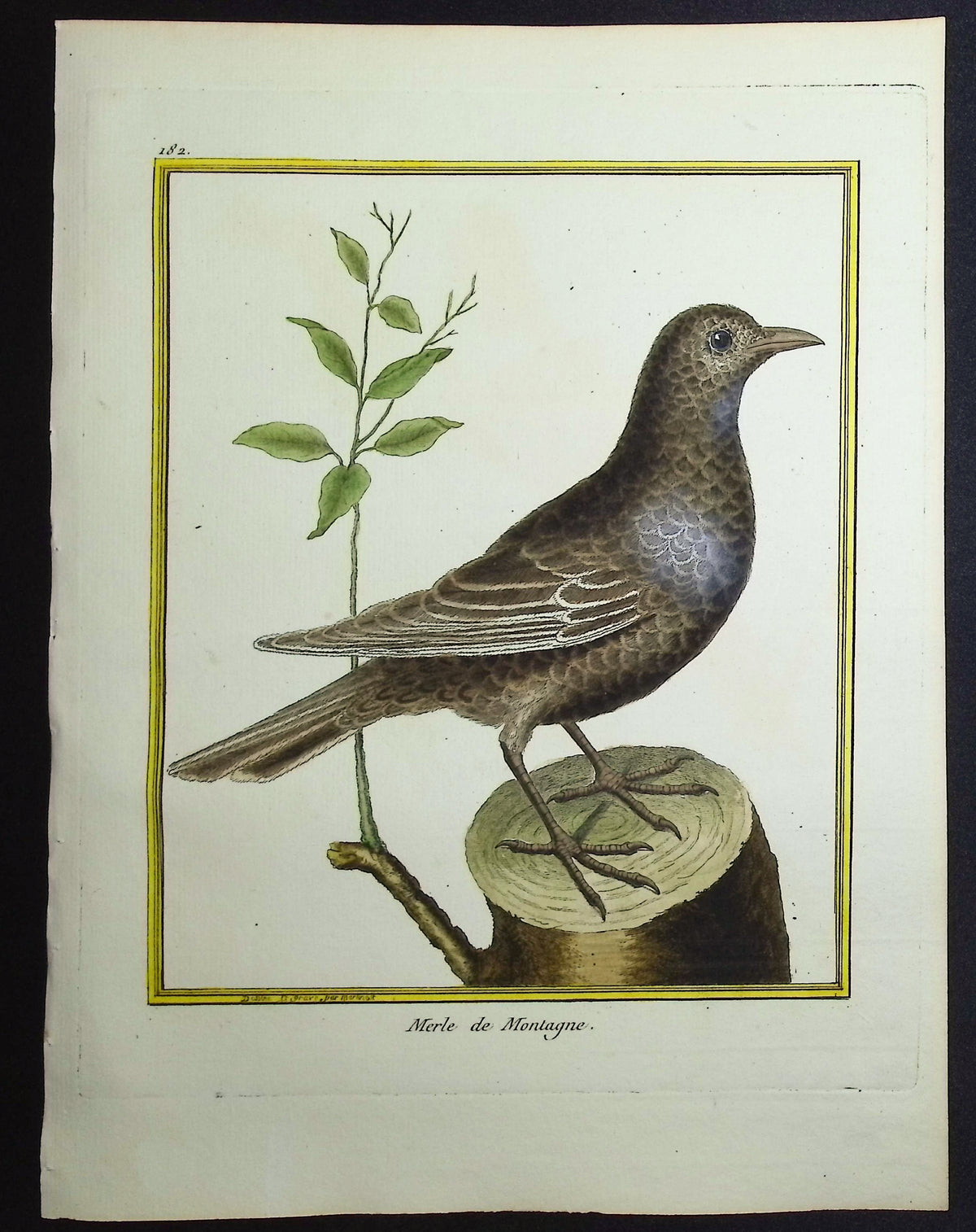 Blackbird