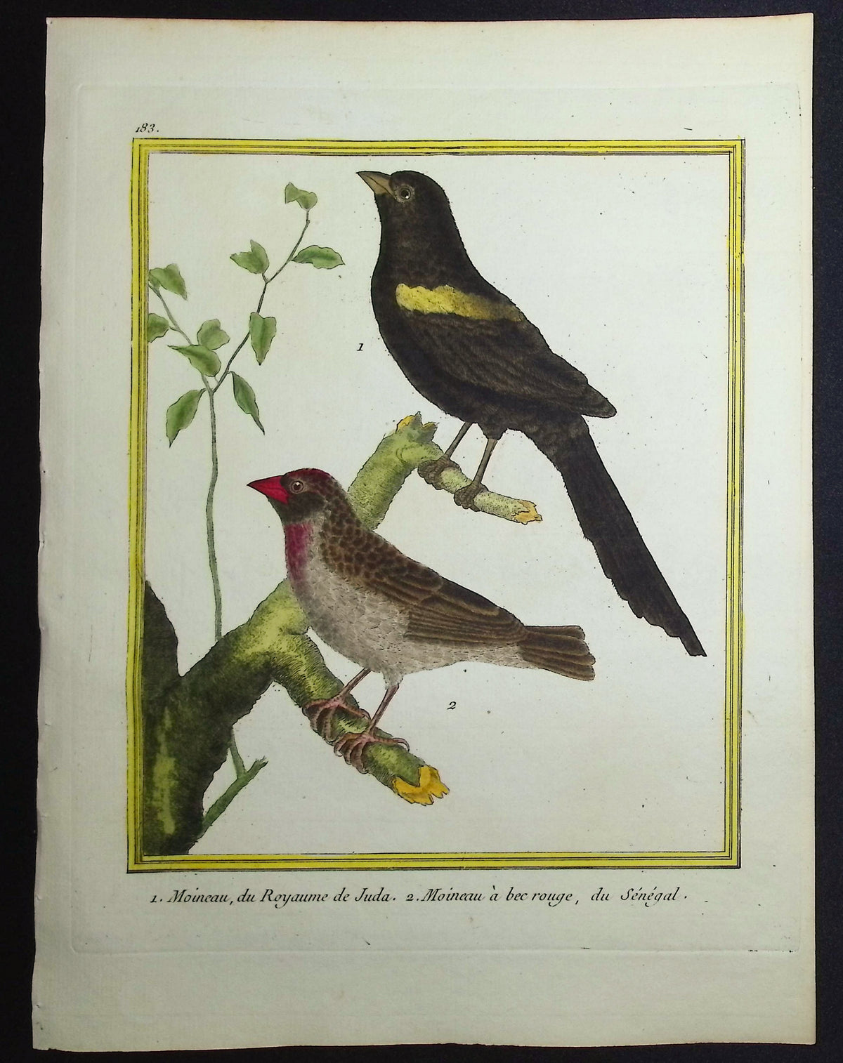 Sparrow
