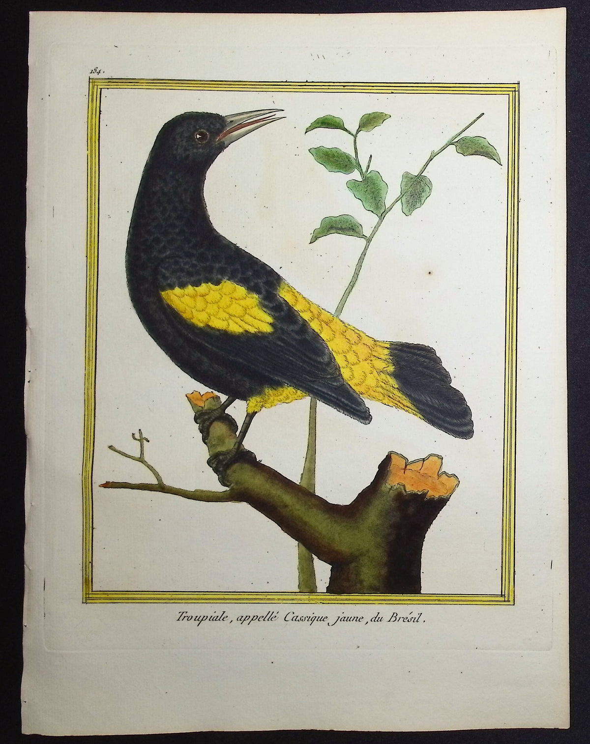 Troupial