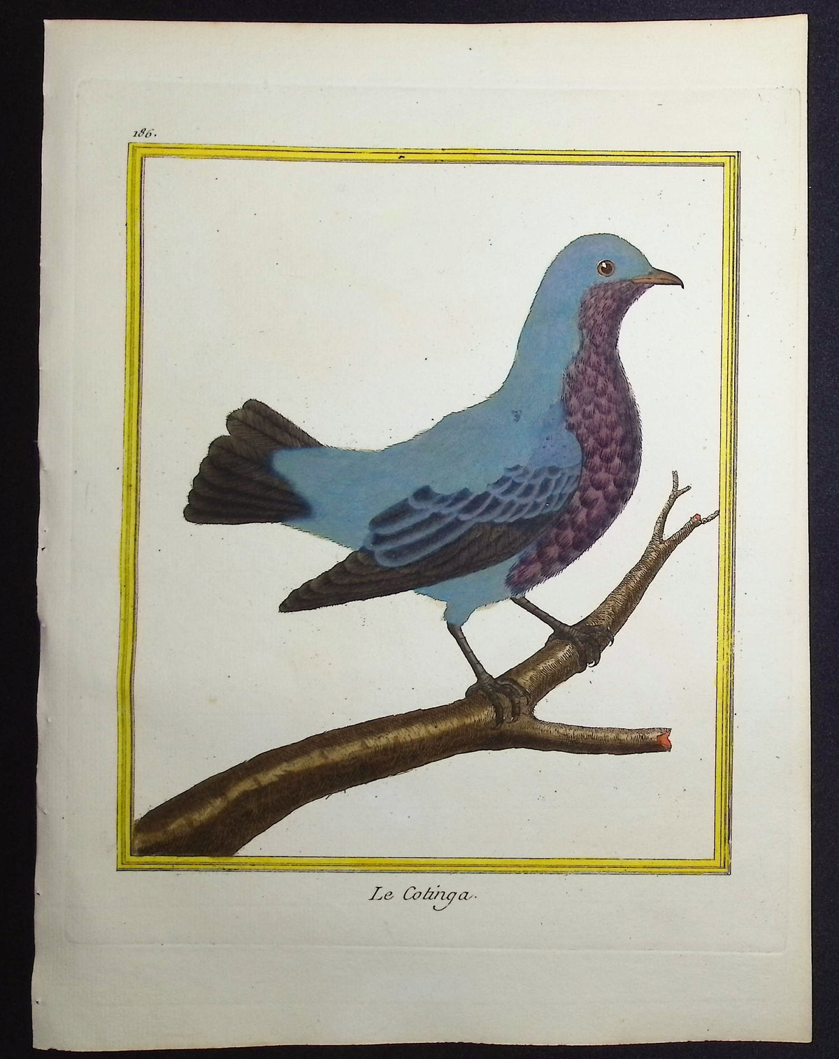 Cotinga