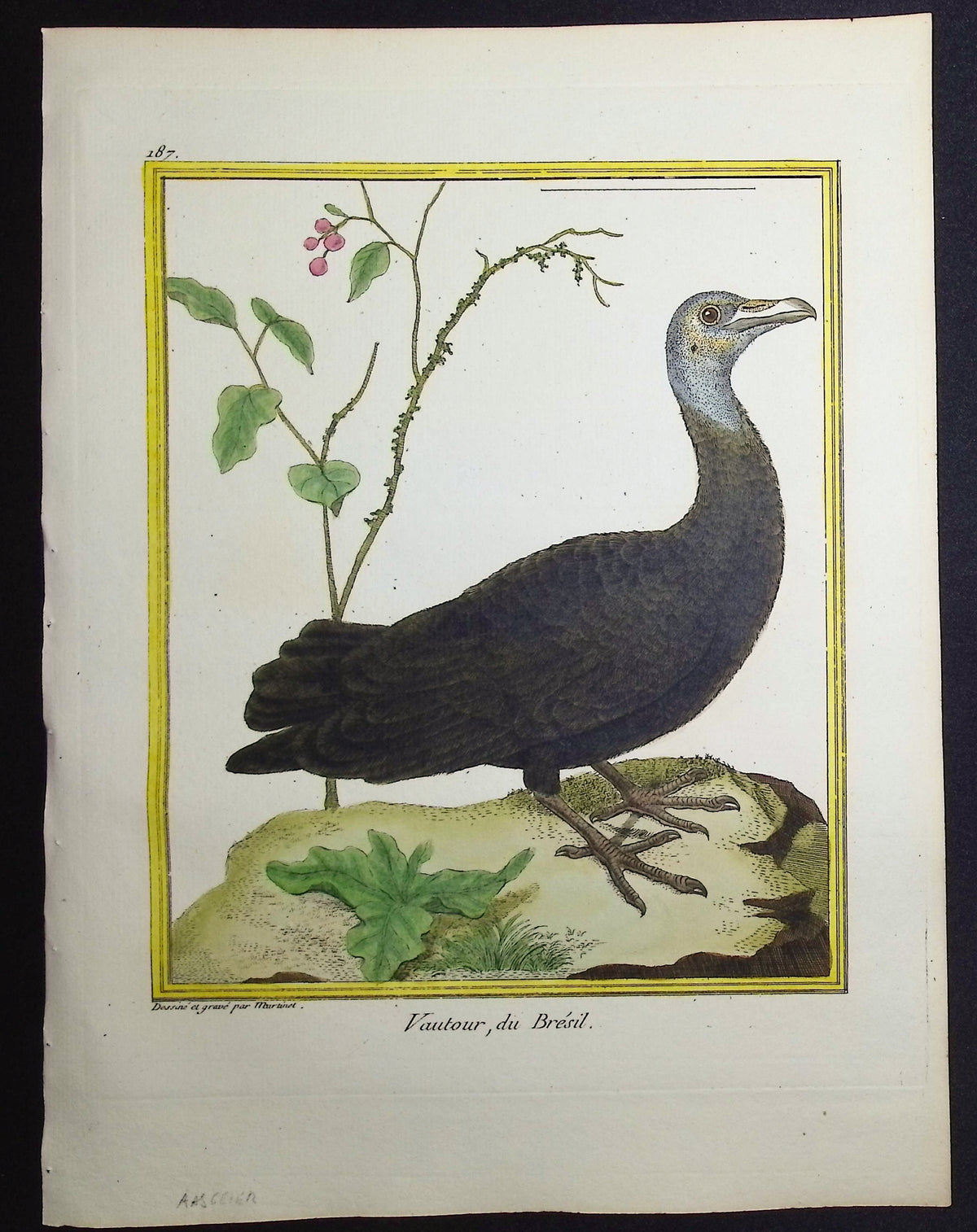 Vulture