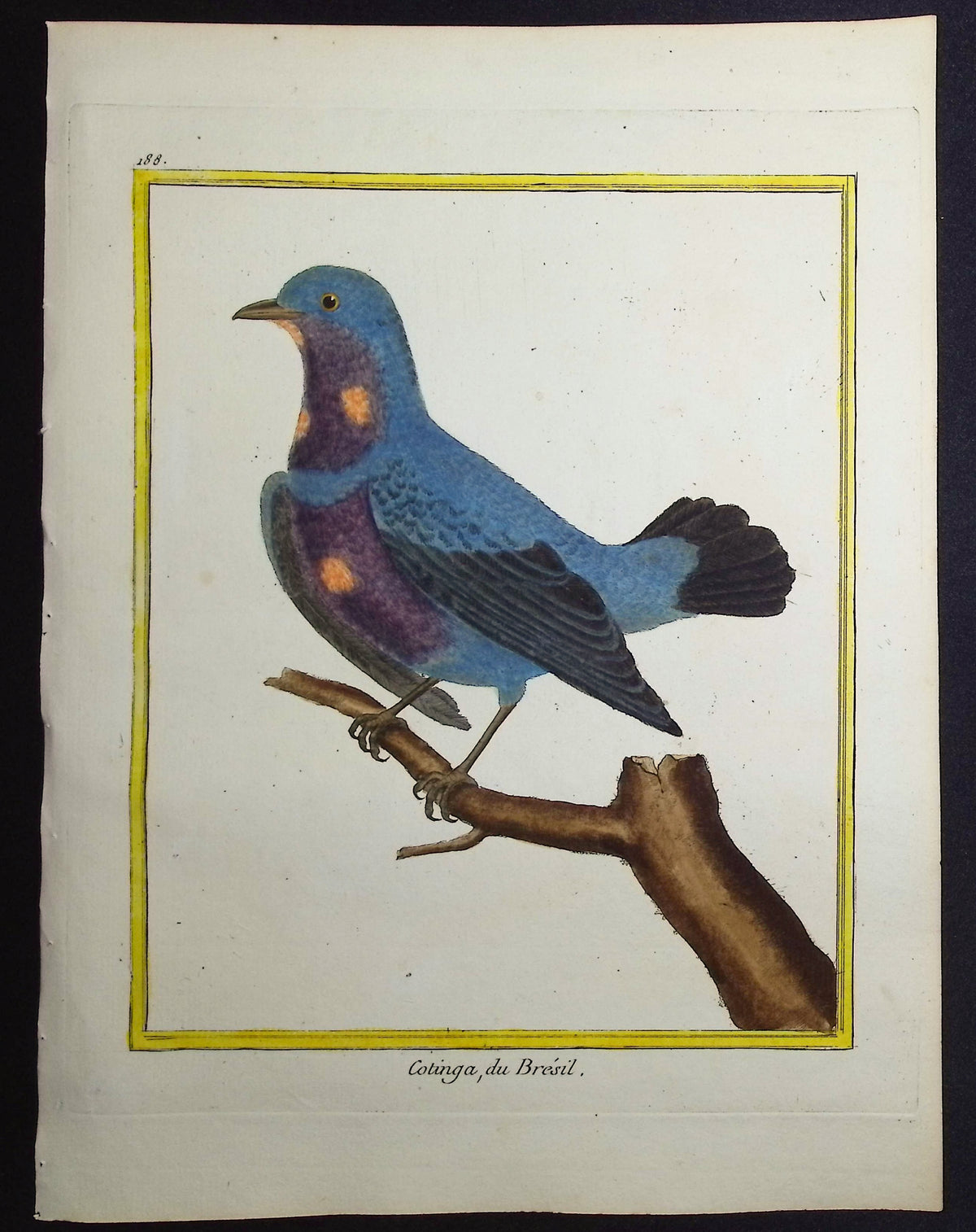 Cotinga