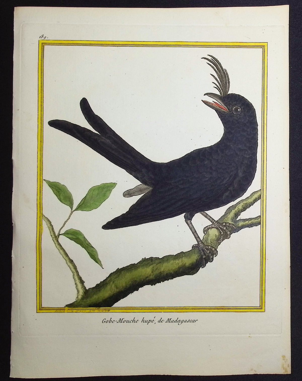 Flycatcher