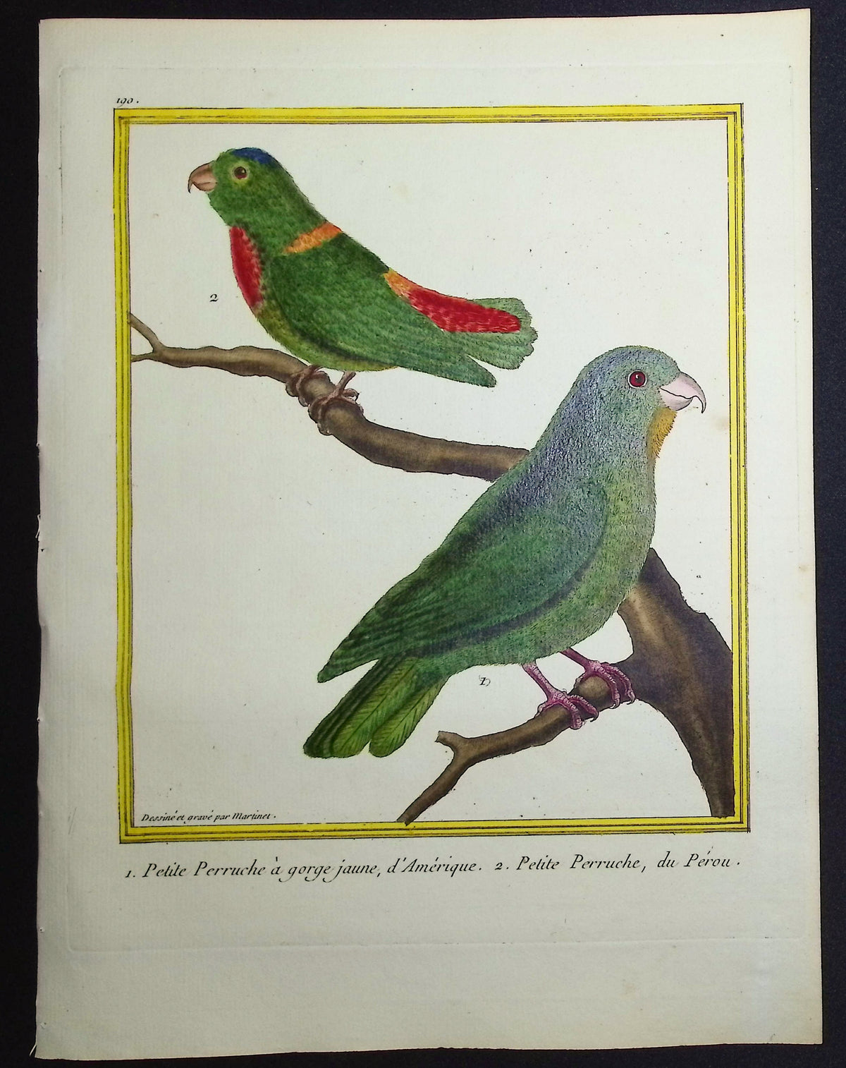 Parrot