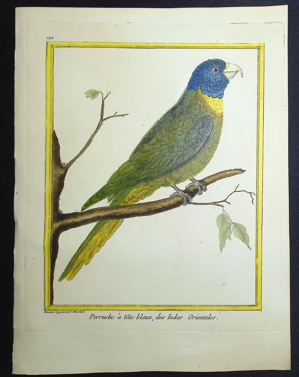 Parrot