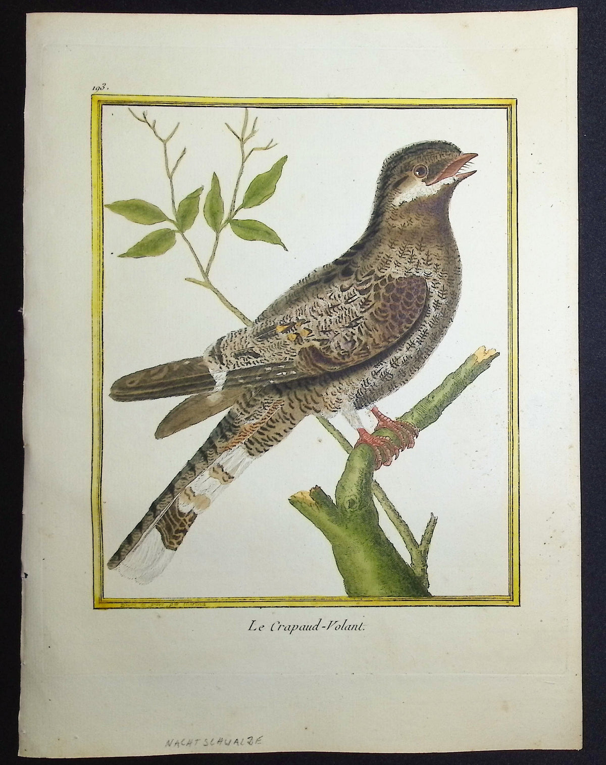Frogmouth