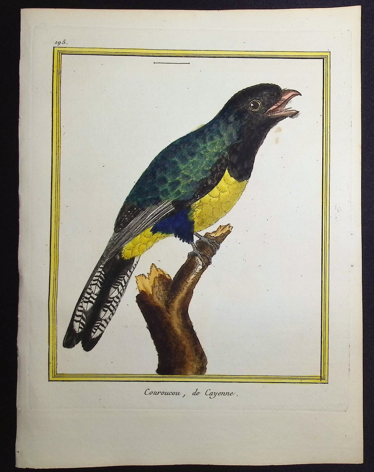 Trogon