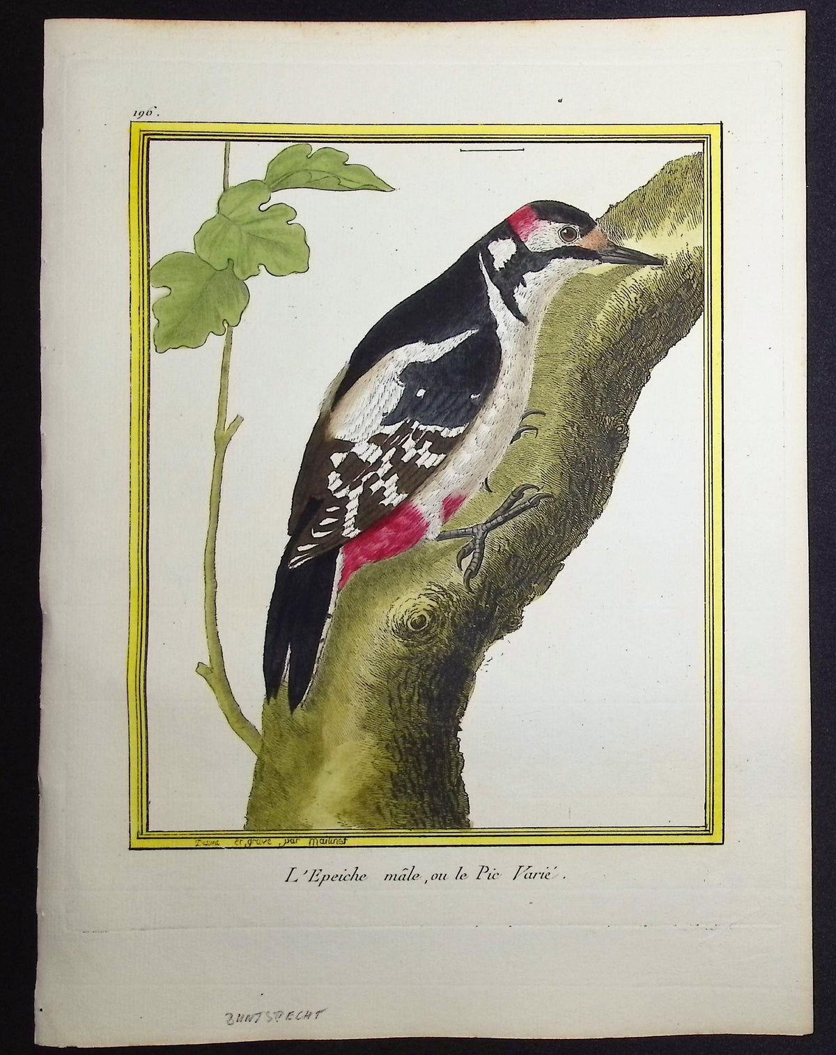 Woodpecker