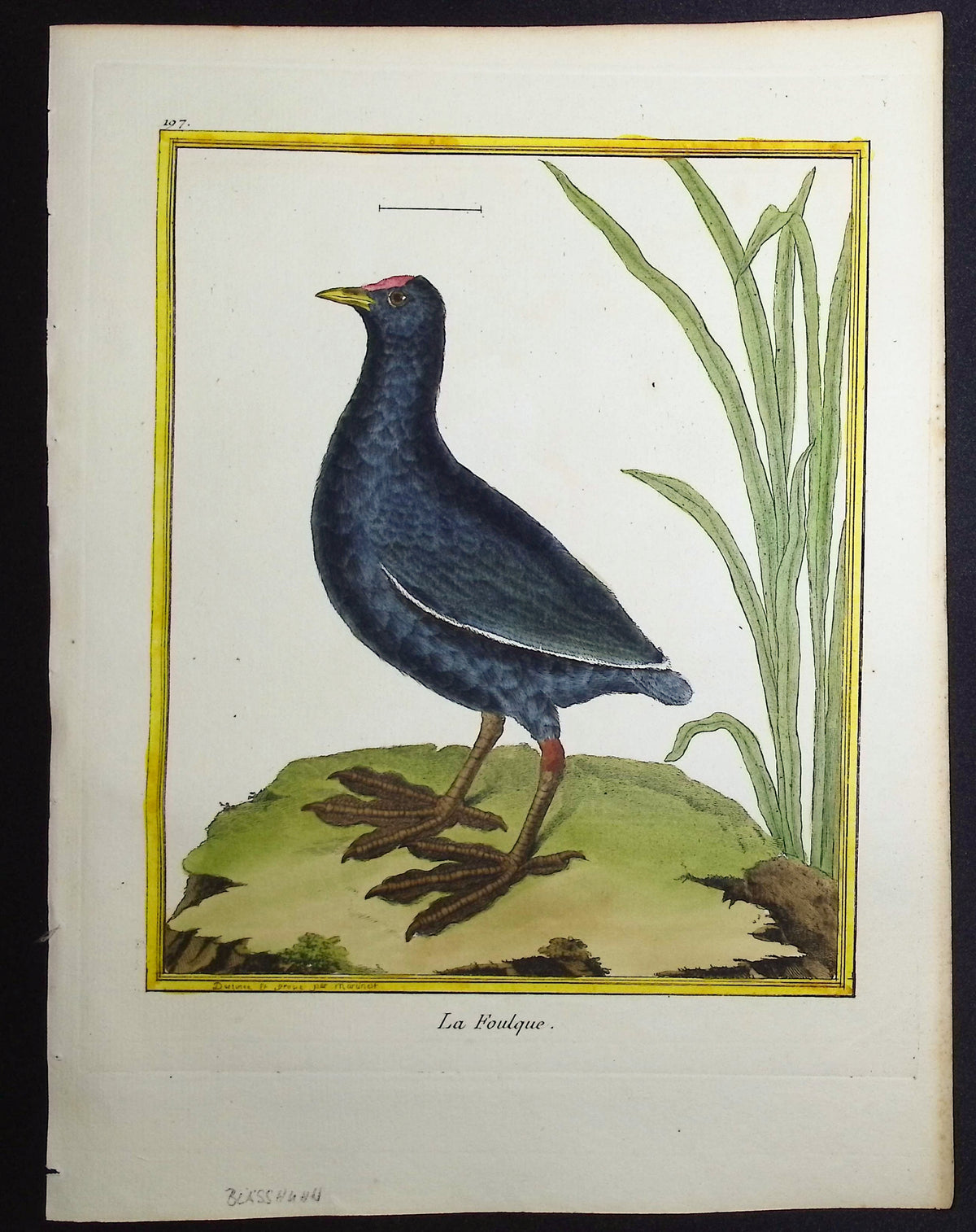 Coot