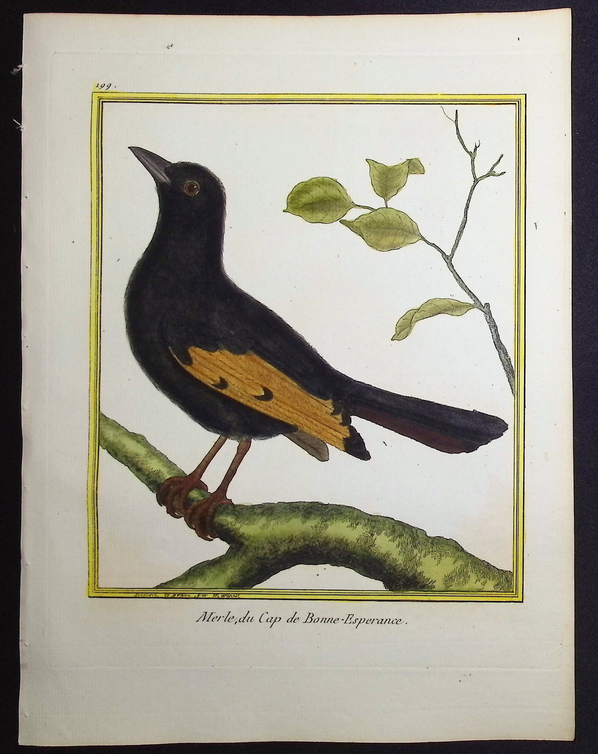 Blackbird