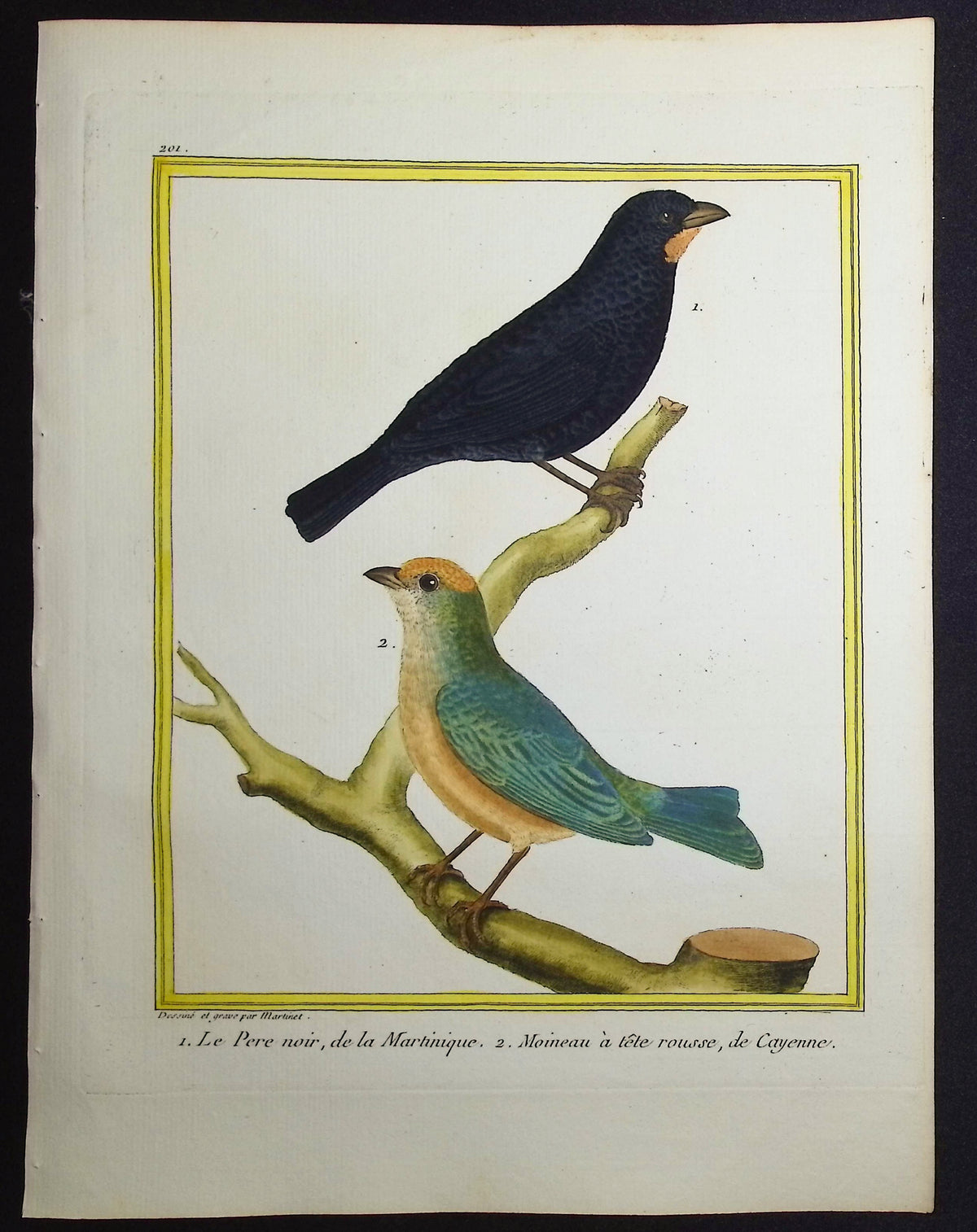 Sparrow