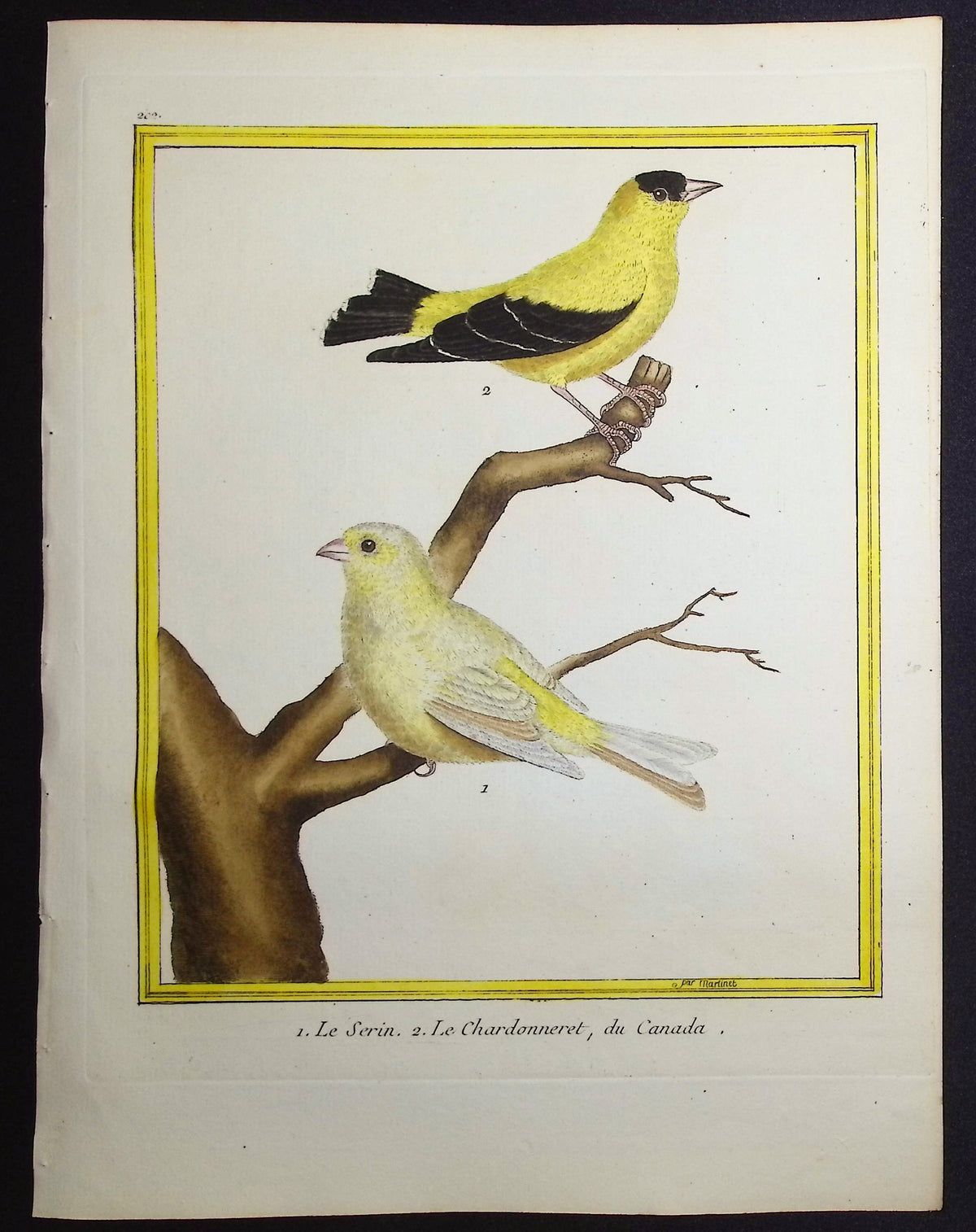 Goldfinch