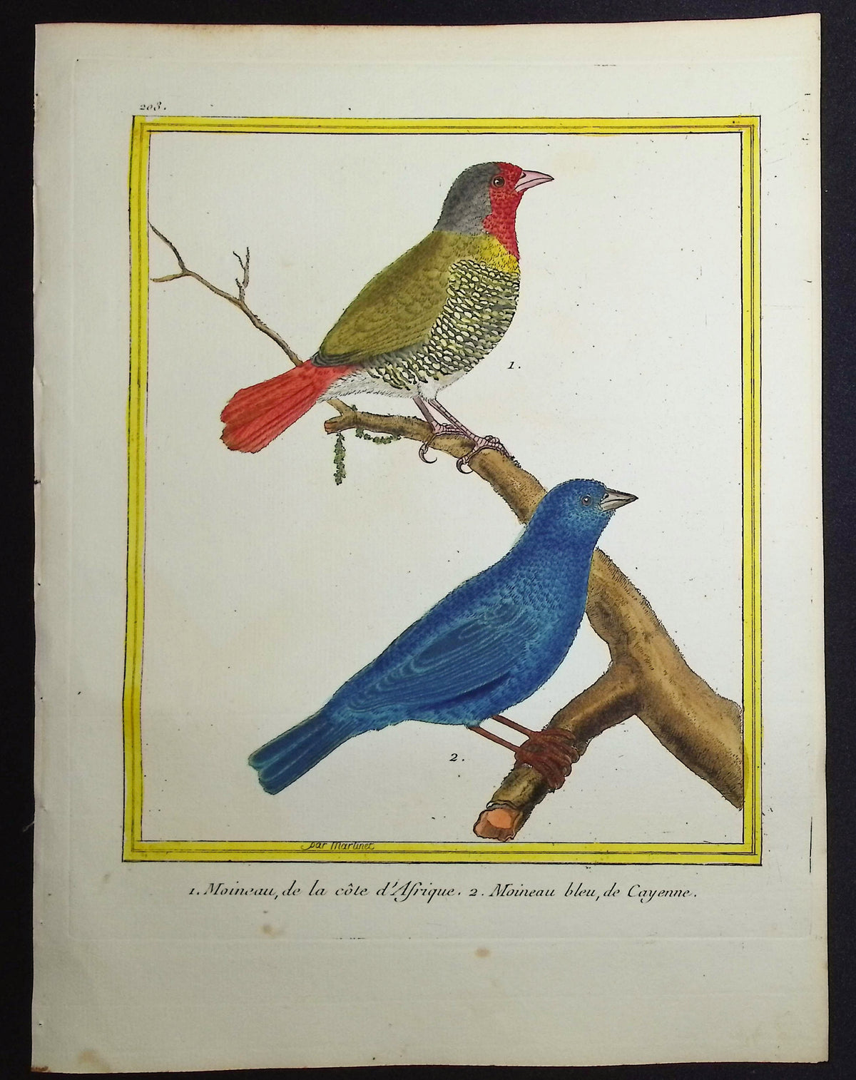 Finch