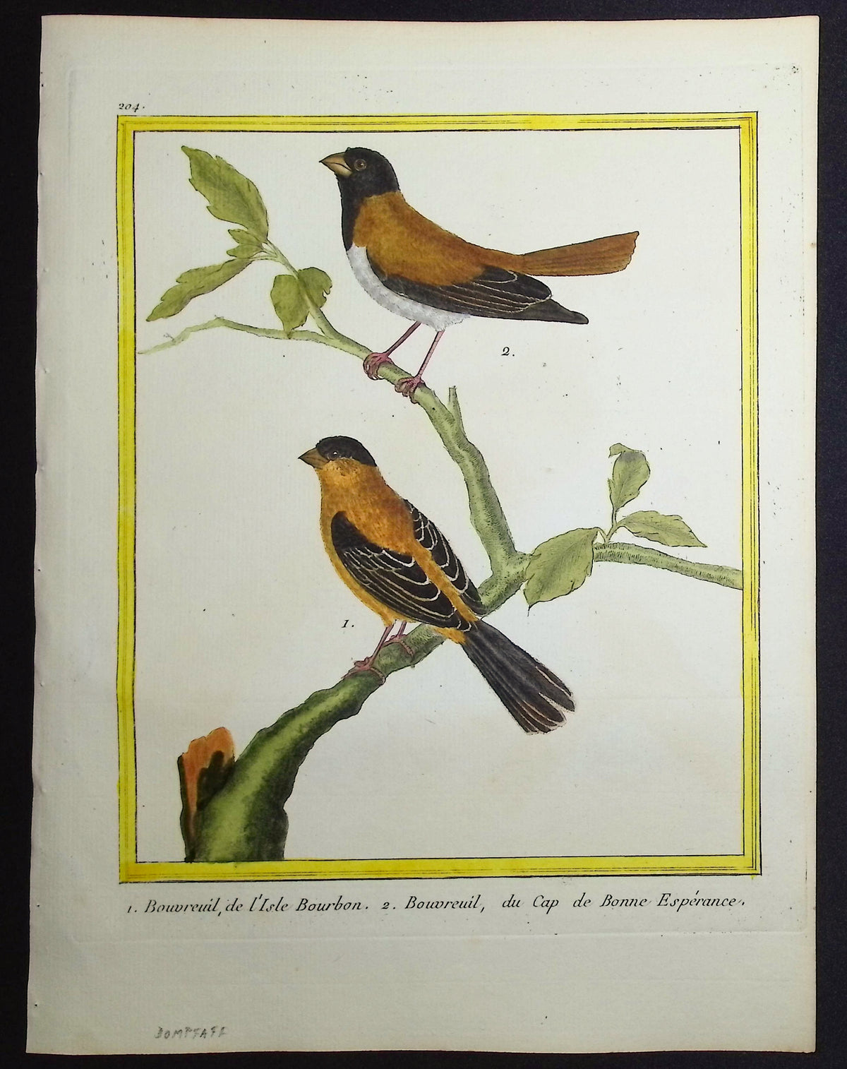 Finch