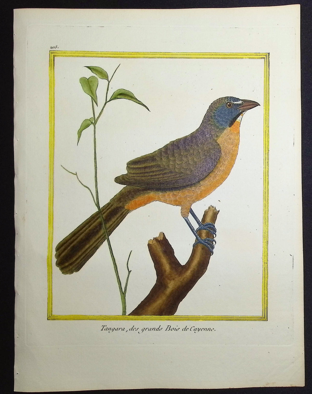 Tanager
