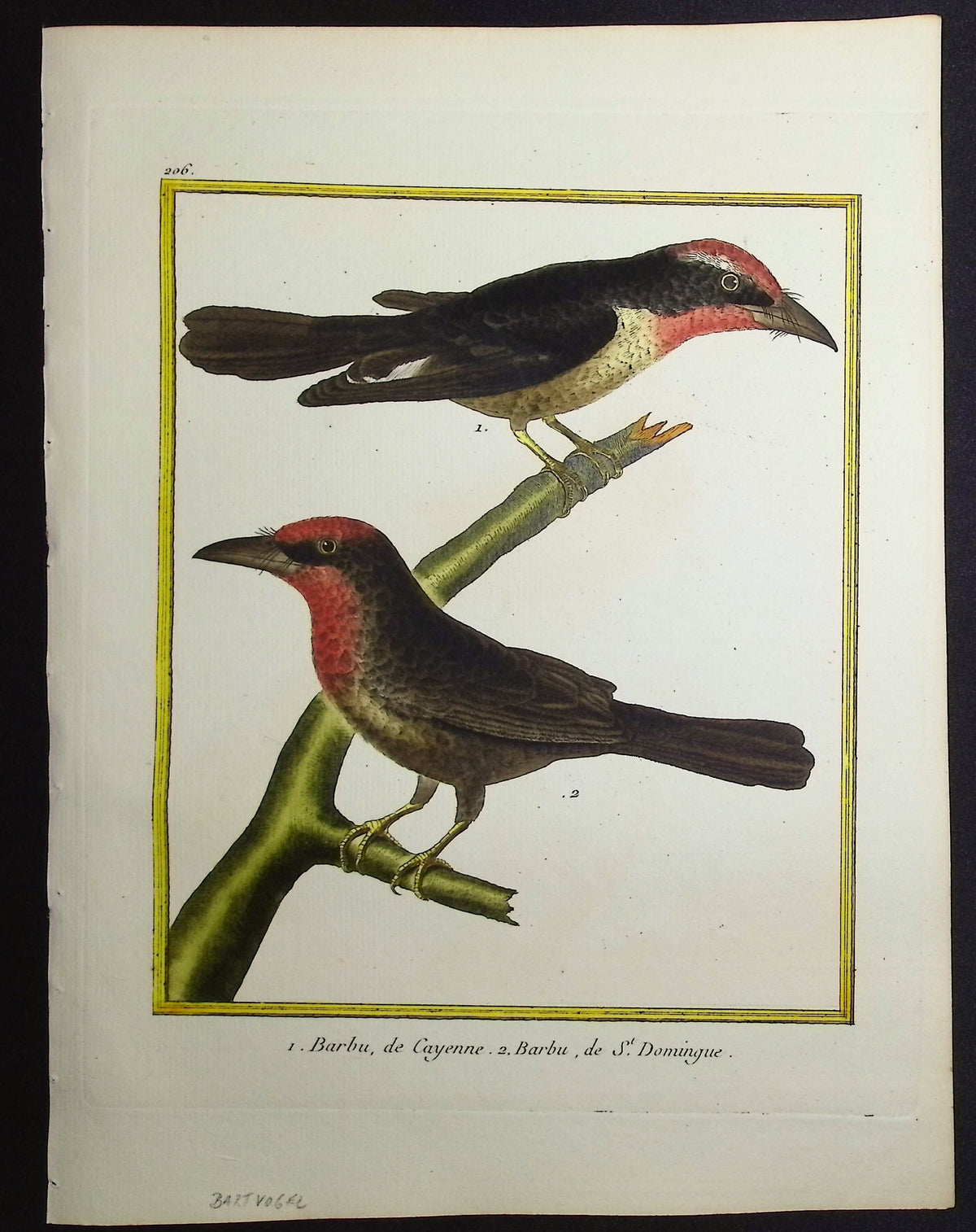 Barbet