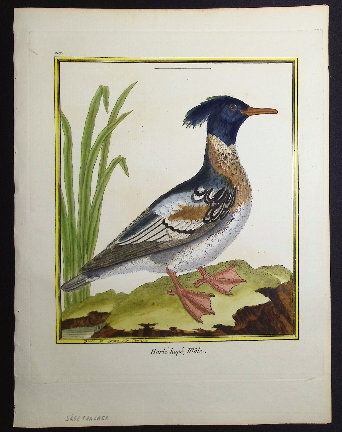 Merganser