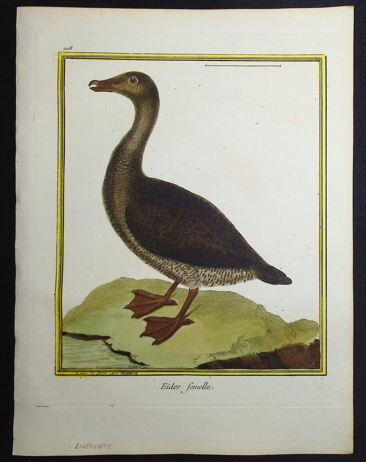 Eider