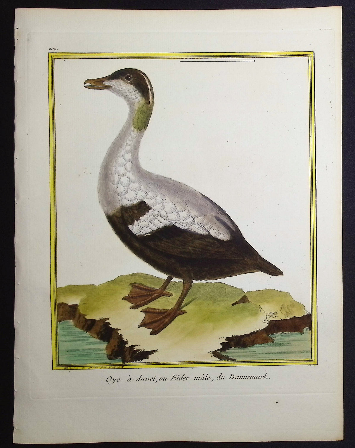Eider