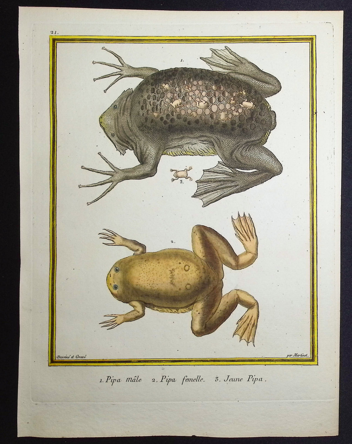 Frogs