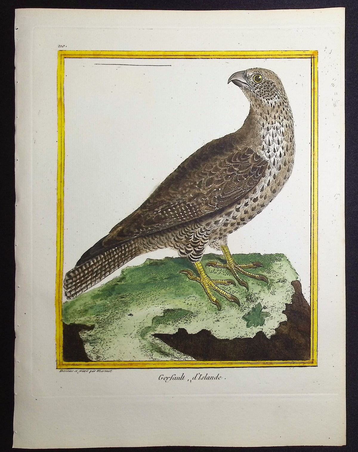 Gyrfalcon