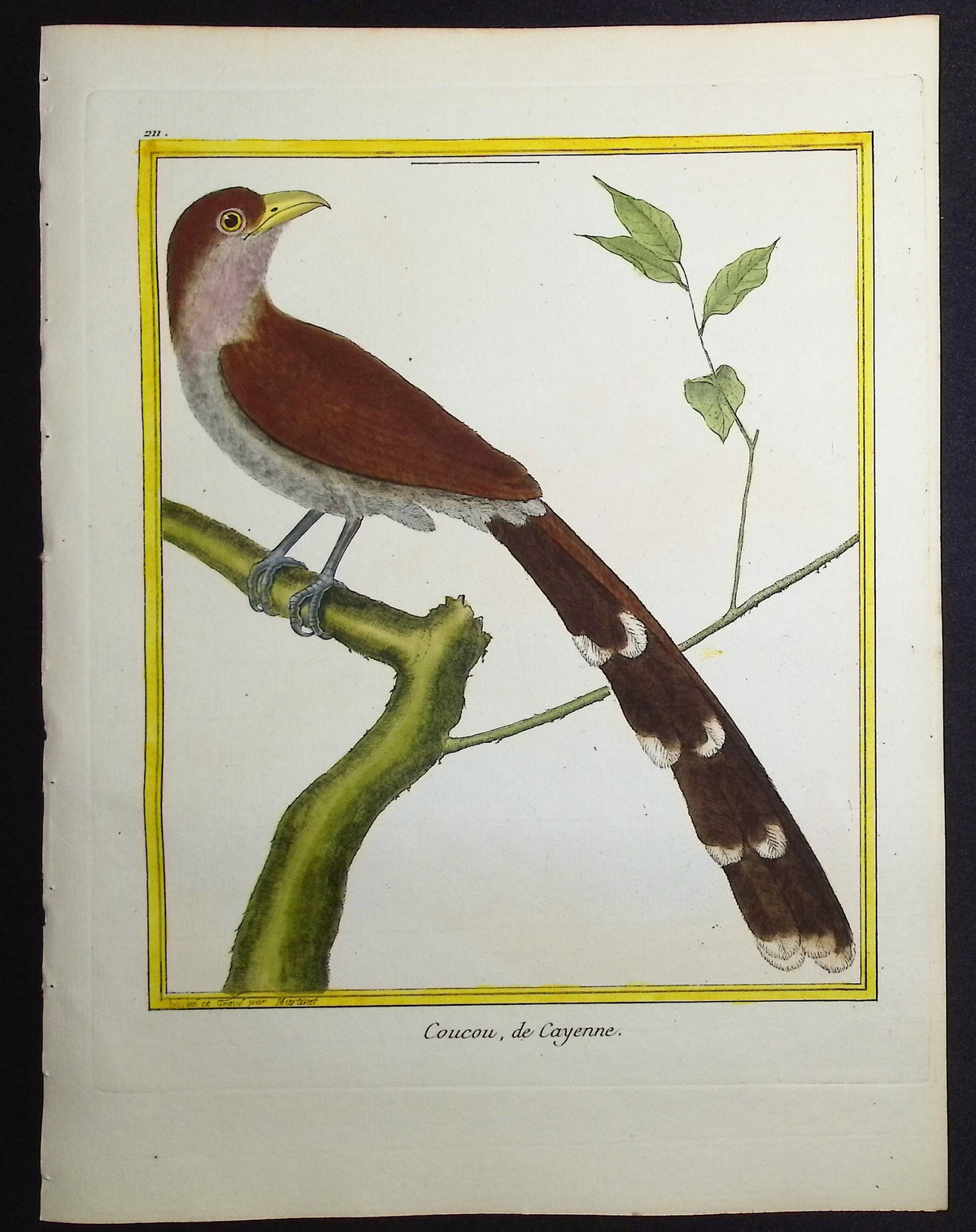 Cuckoo