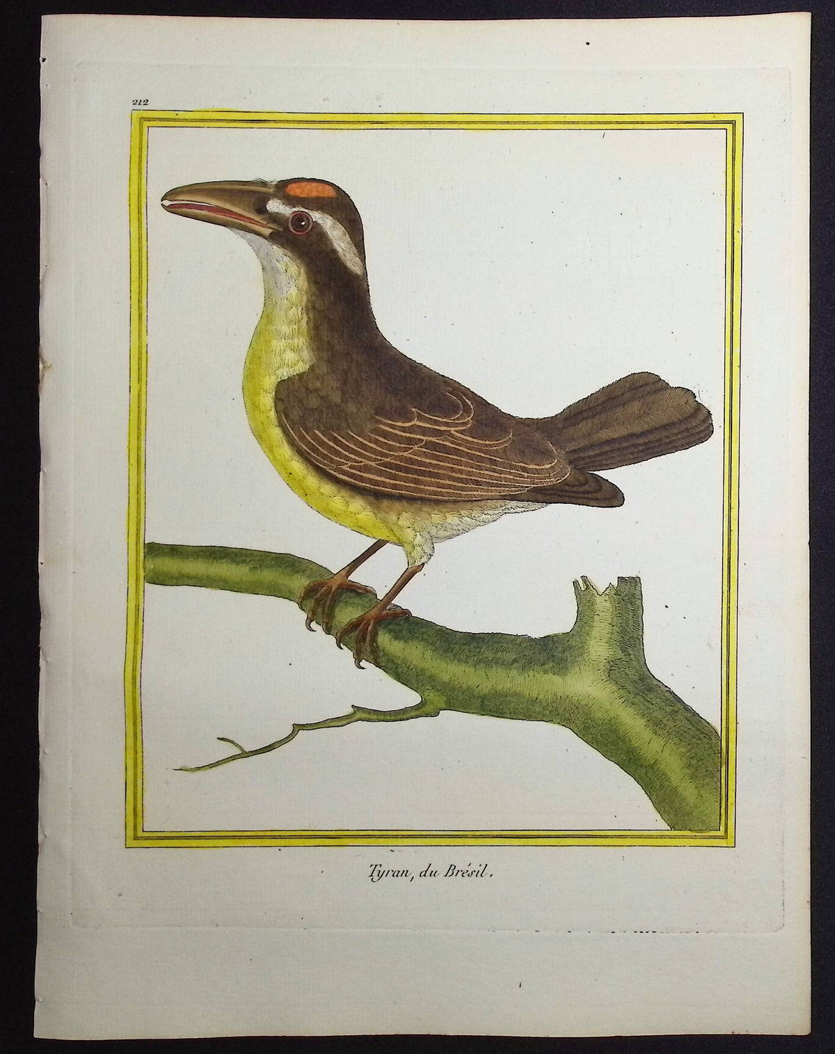Flycatcher