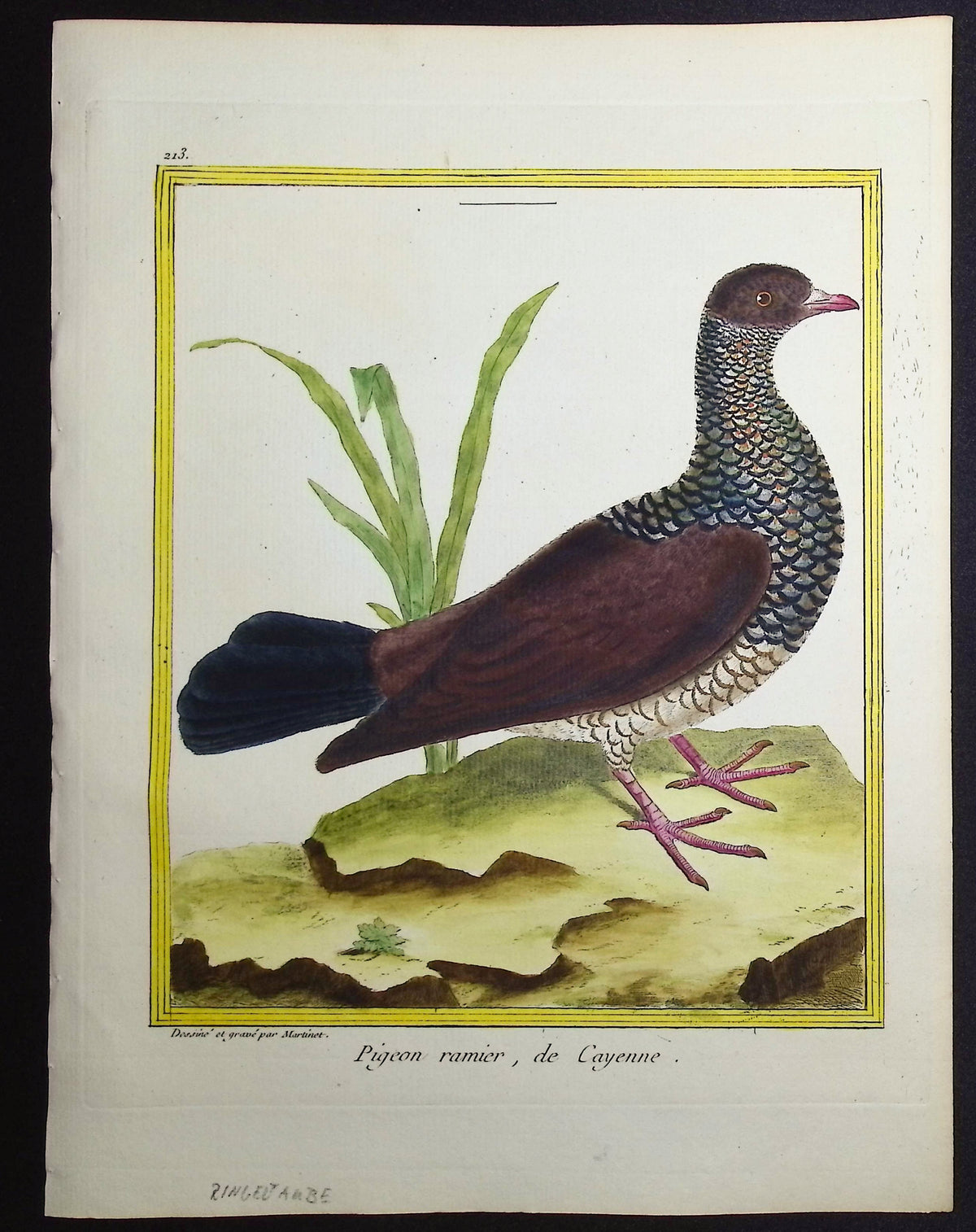 Pigeon