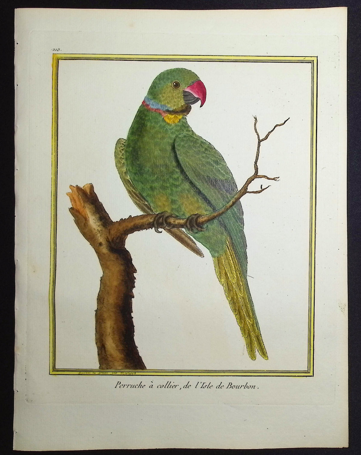 Parrot