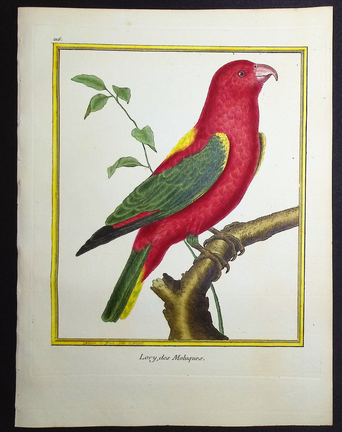 Parrot or Lory