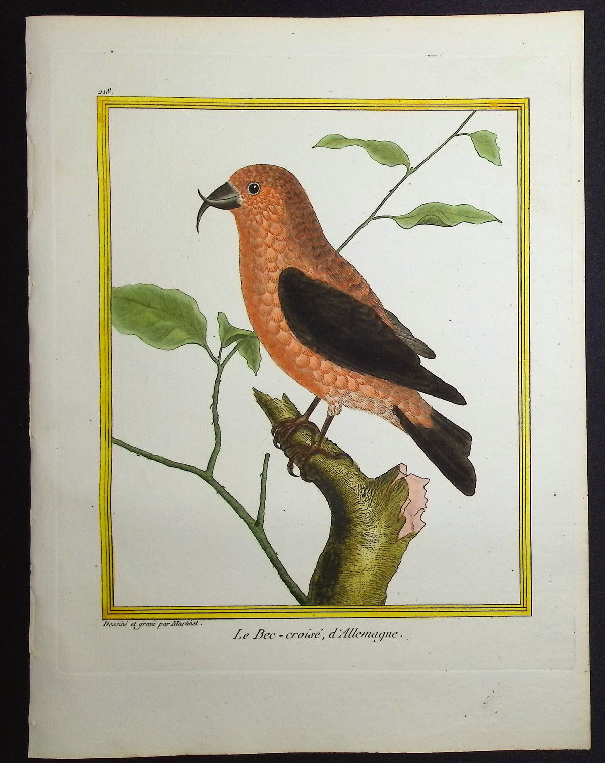 Crossbill