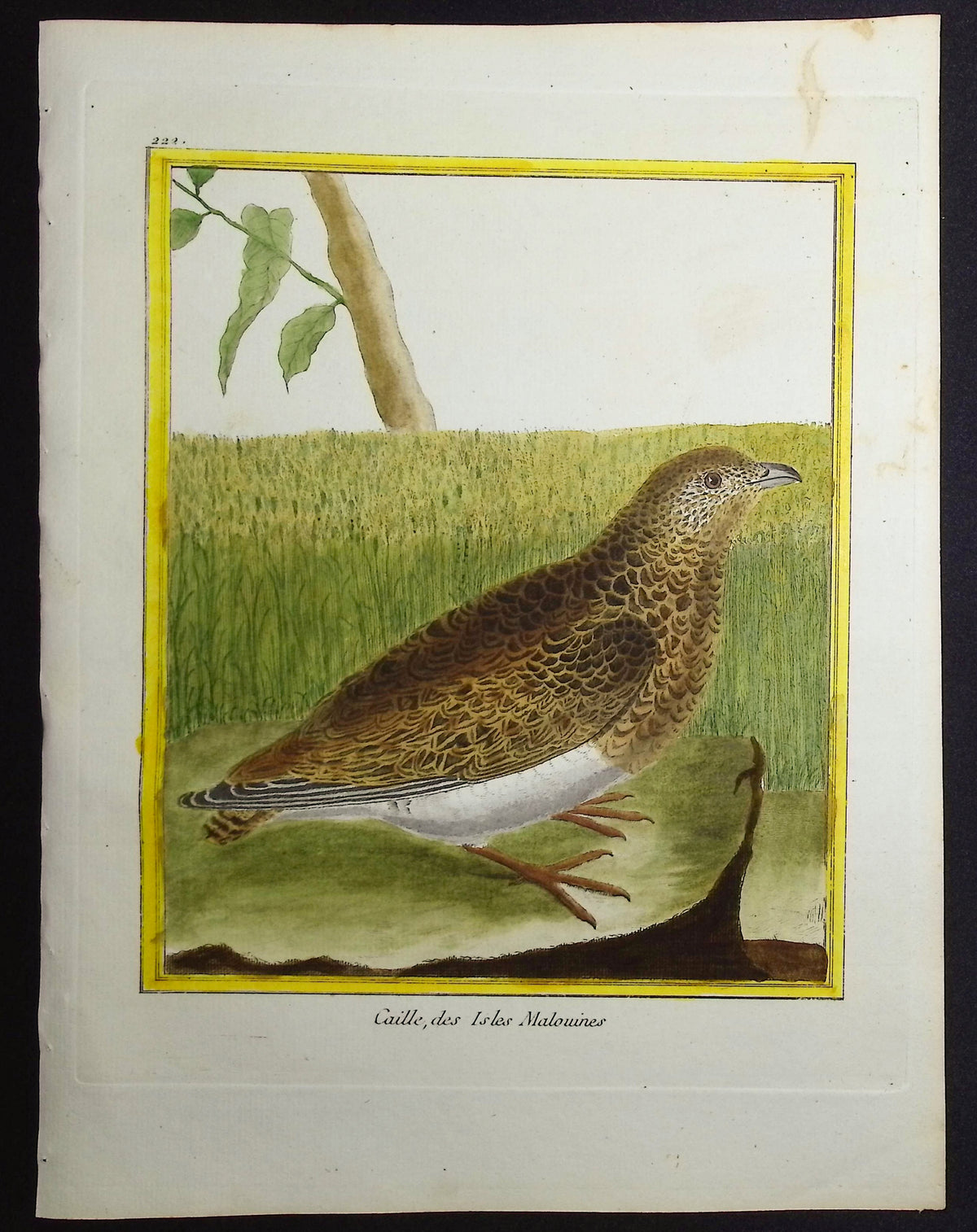 Quail