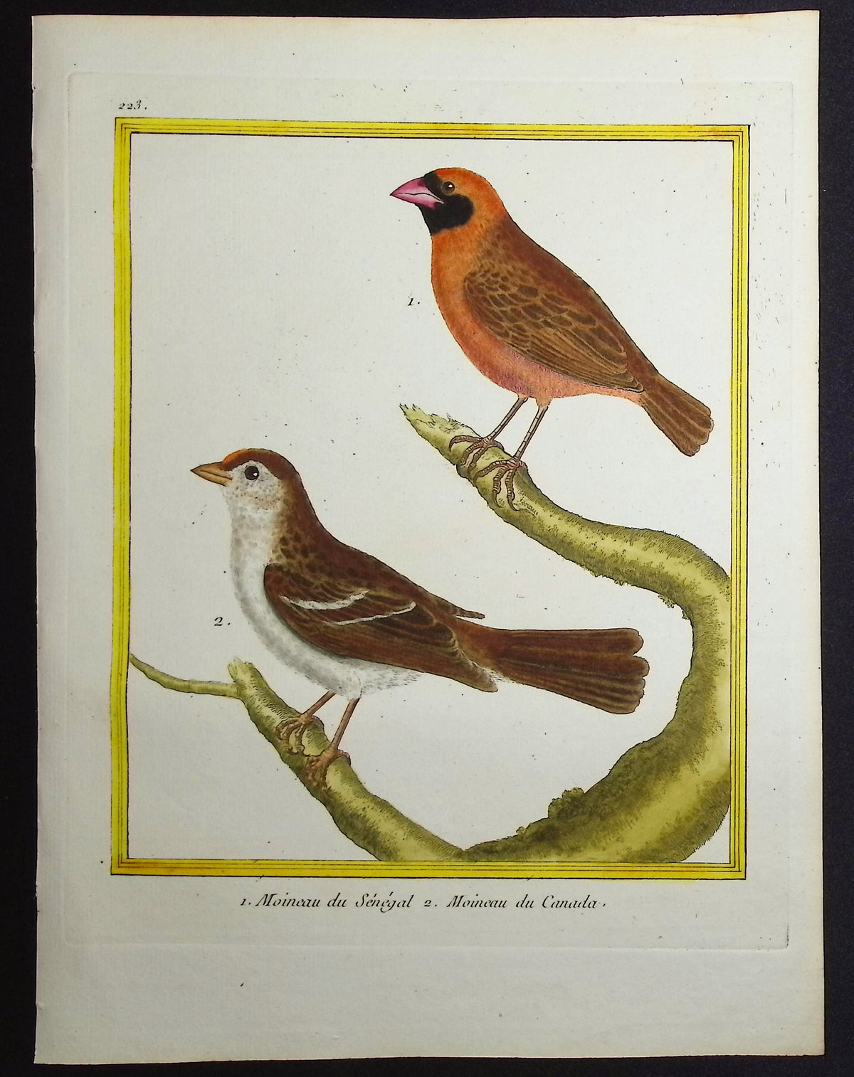 Sparrow
