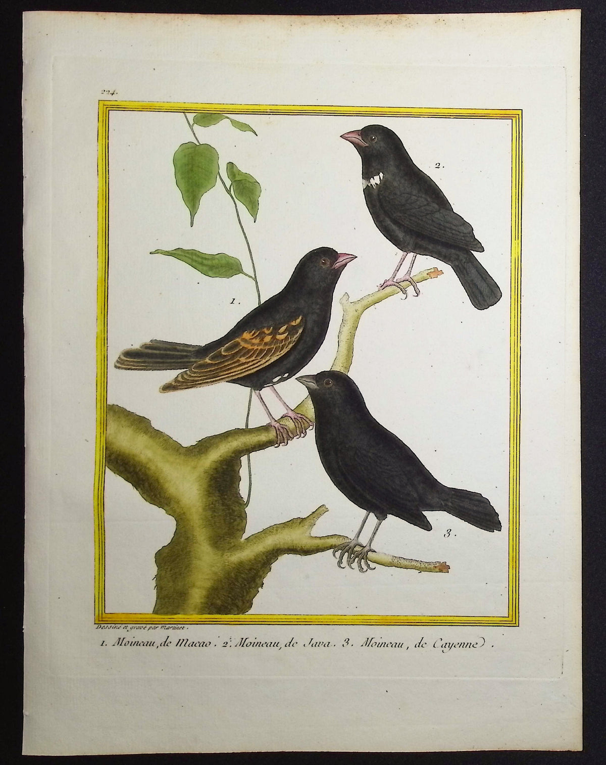 Sparrow