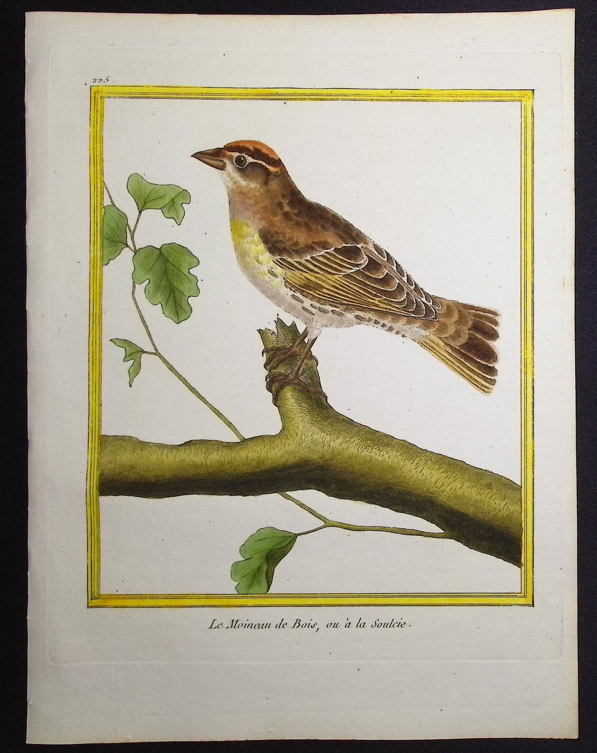 Sparrow