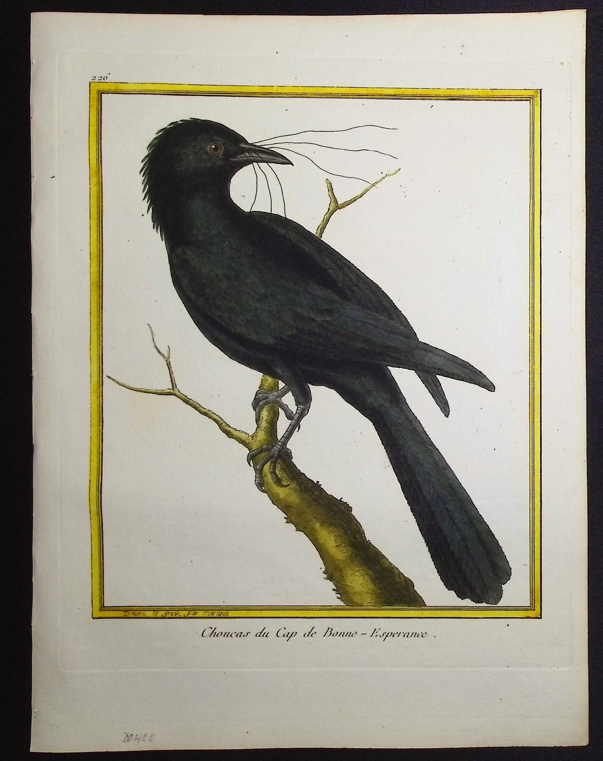 Chough