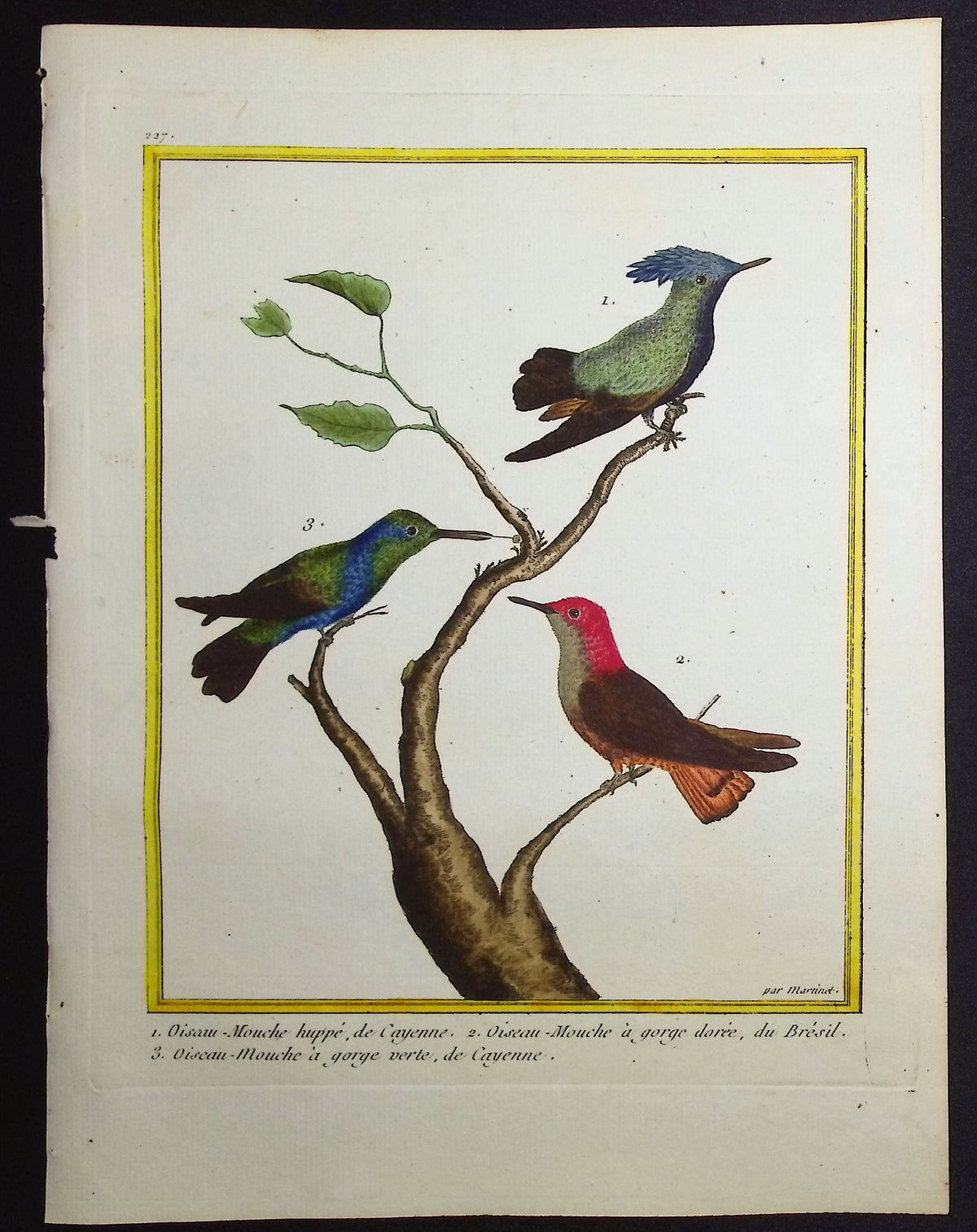 Hummingbird or Colibri