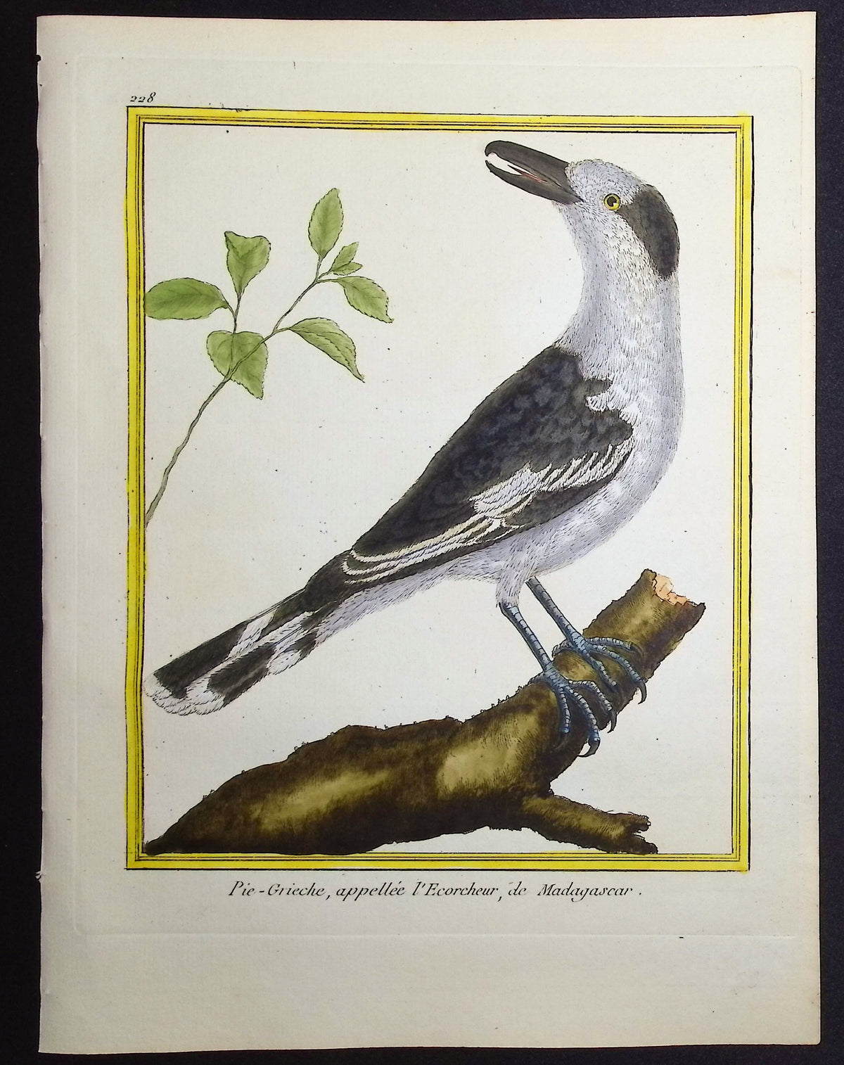 Shrike