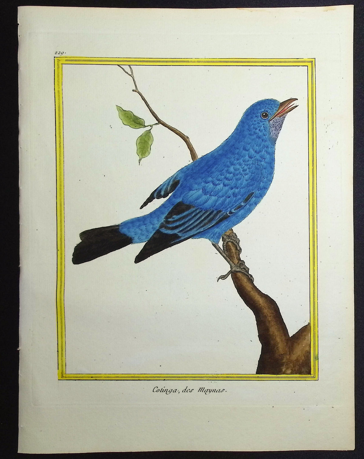 Cotinga