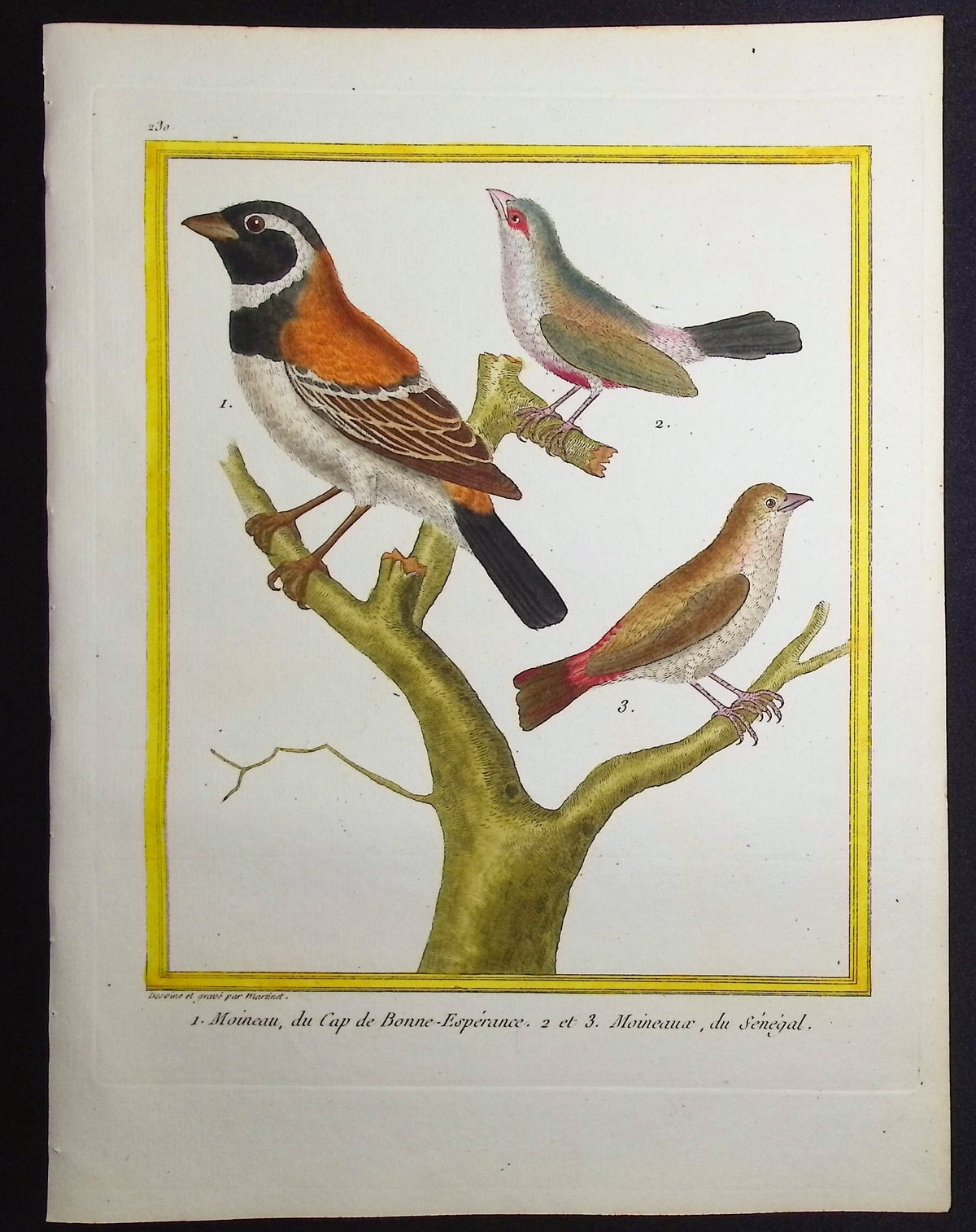 Sparrow