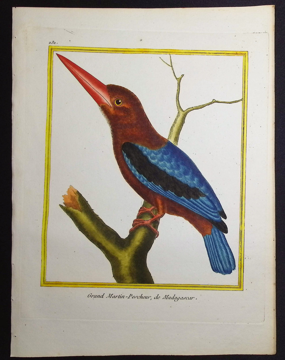 Kingfisher