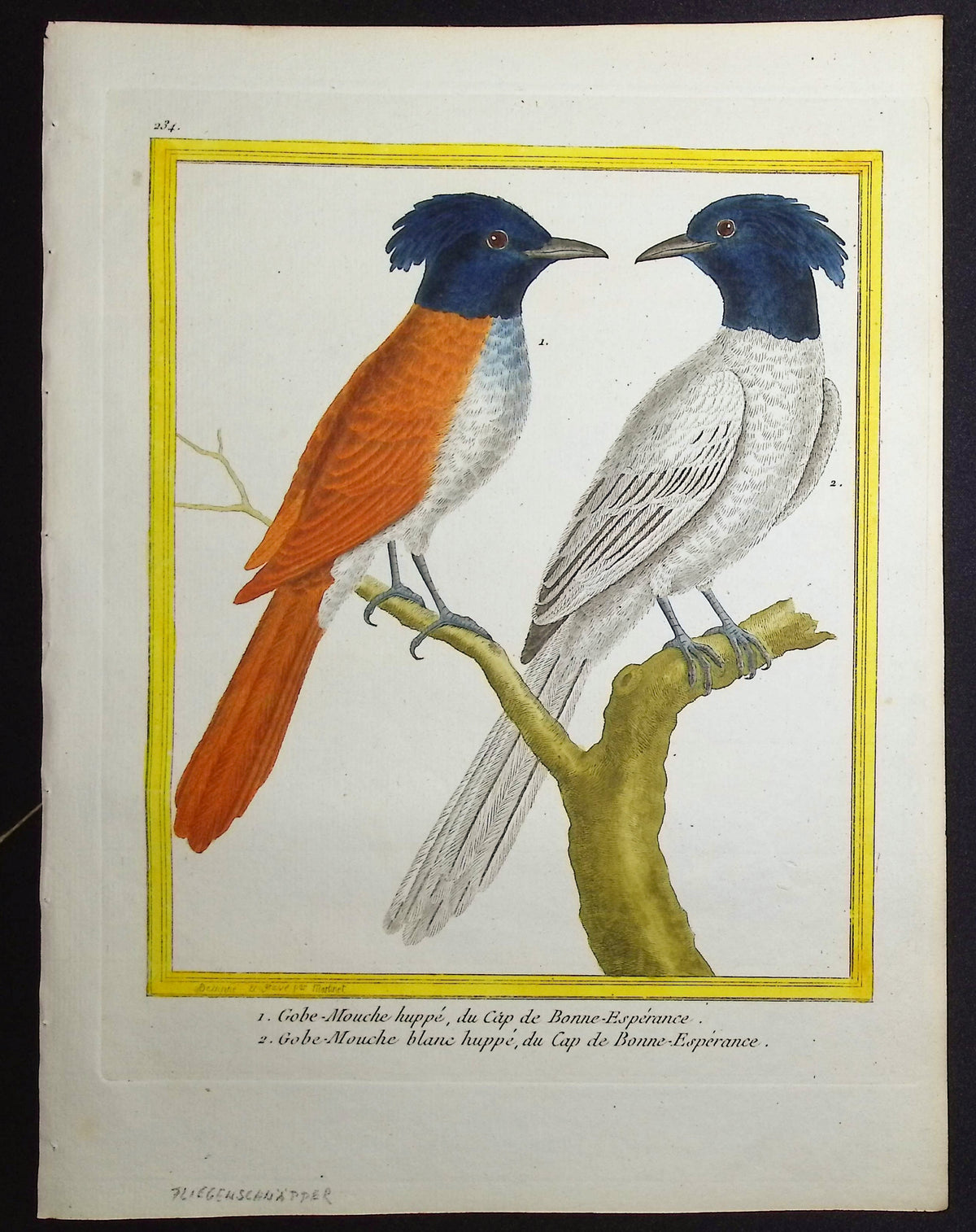 Flycatcher