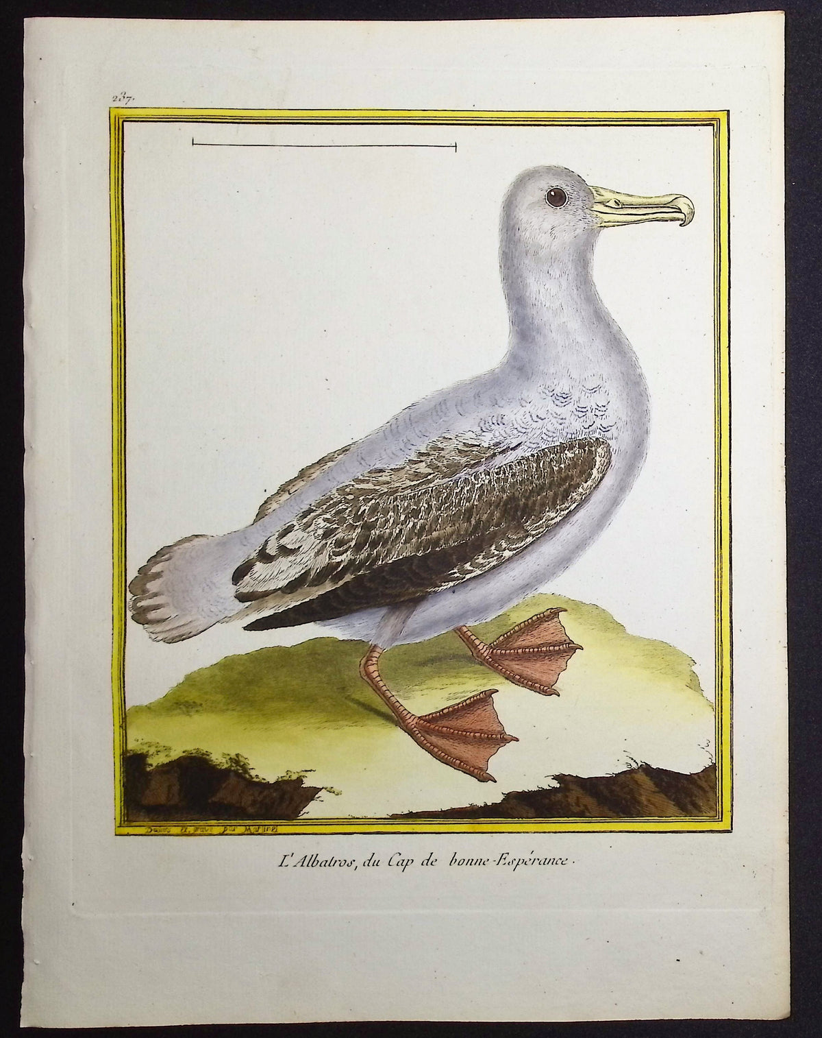 Albatross