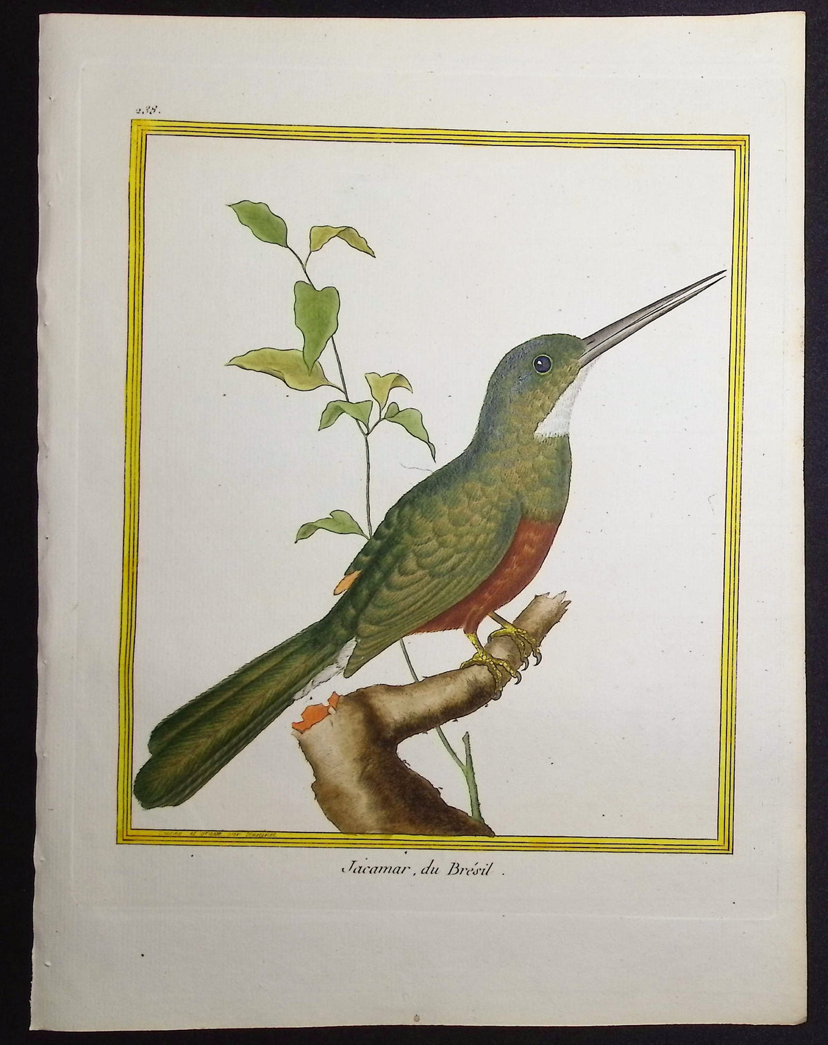 Jacamar