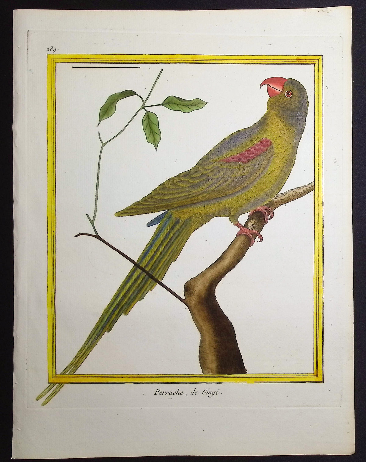 Parrot