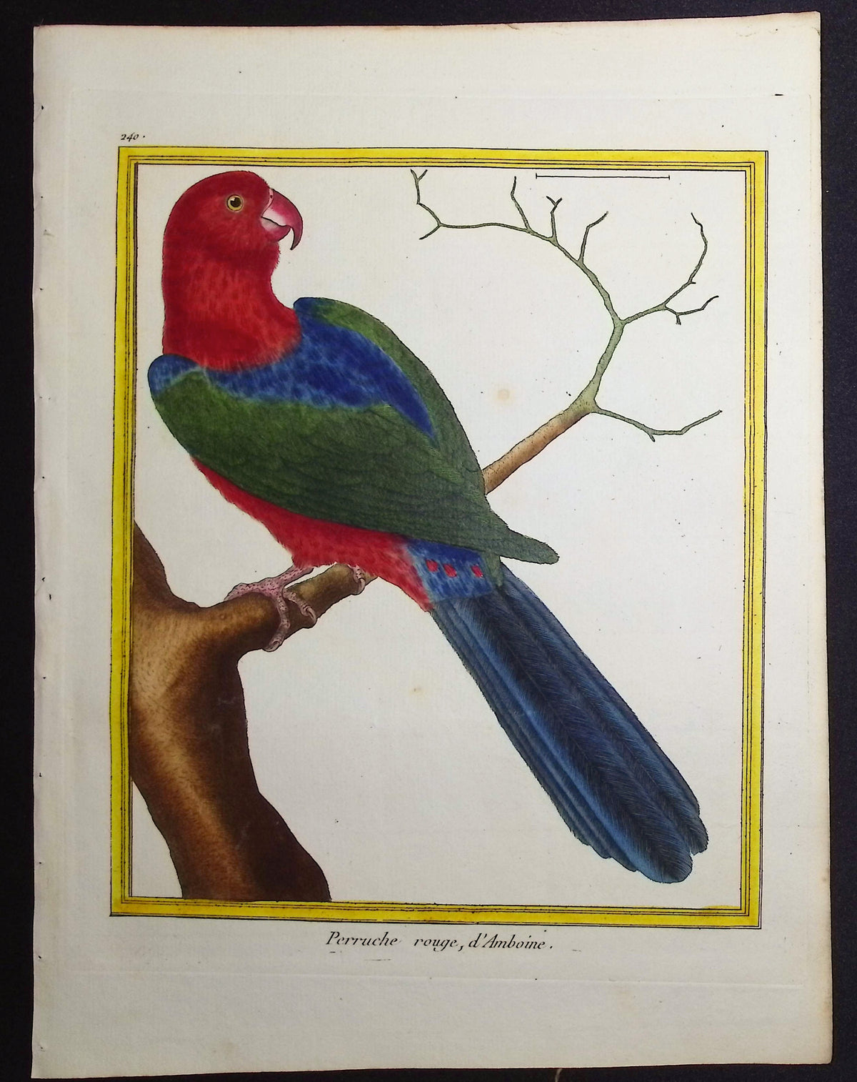 Parrot