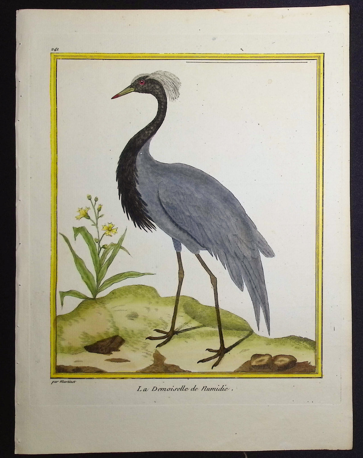 Numidian Crane